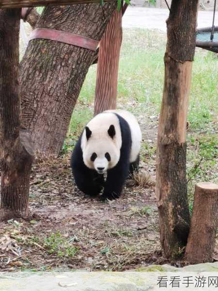 动物奇幻之旅手机版震撼上线！探索未知冒险世界的奇妙之旅