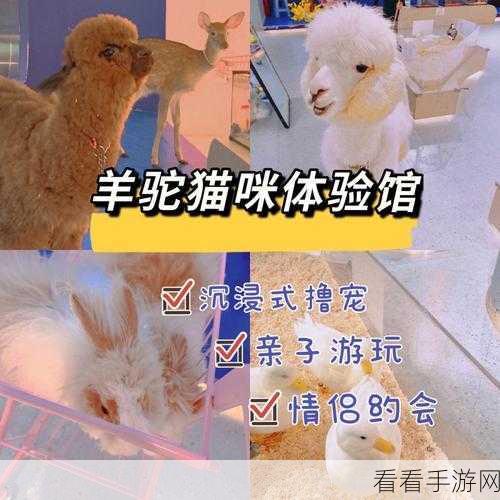 萌宠经营新体验，猫咪商店游戏下载，打造你的梦幻购物天堂