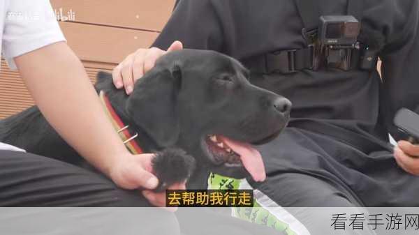 导盲犬模拟器,体验盲人生活,探索趣味休闲新境界