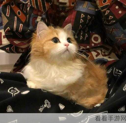 彗星猫咪正式版上线，萌宠休闲新体验，探索宇宙奥秘