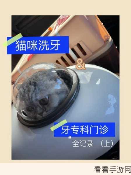 猫咪牙医大冒险，探索神秘牙科世界的手机游戏新体验