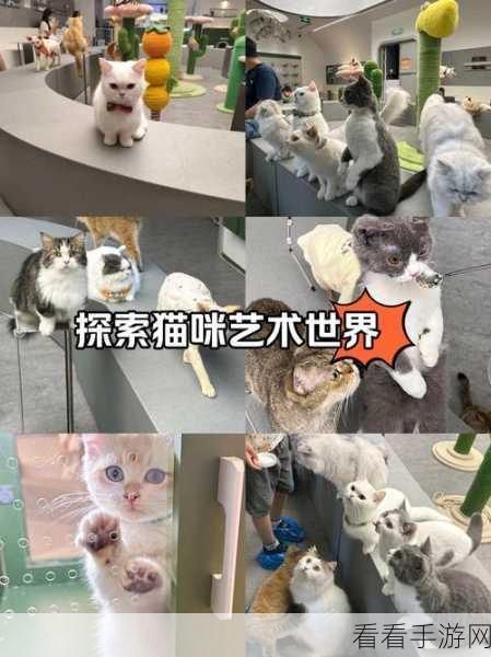 猫小盒2正式上线，萌宠养成新体验，打造专属猫咪乐园