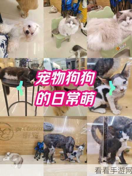 猫小盒2正式上线，萌宠养成新体验，打造专属猫咪乐园