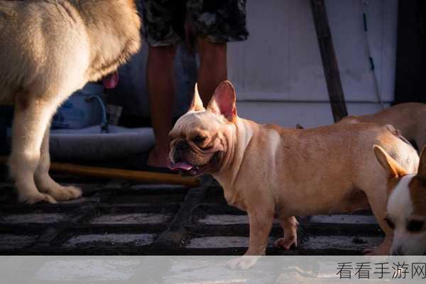 狗狗武士，萌宠变身武士，休闲竞技新体验！