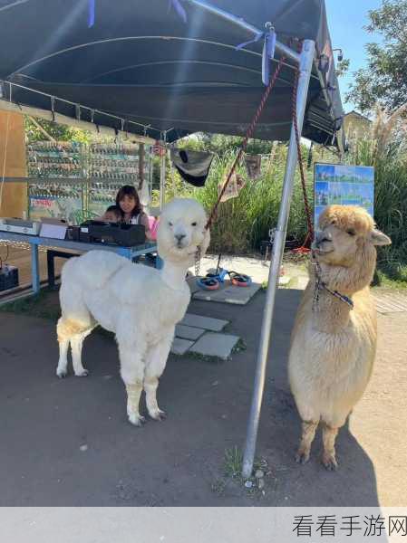 幻想动物园，萌宠合成大冒险，打造你的梦幻乐园！