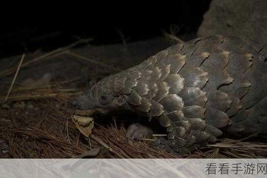 风帆纪元神秘穿山鳞甲获取秘籍大揭秘