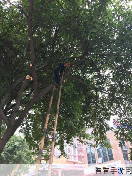 修剪树枝大师,解压休闲新体验,手机版下载开启