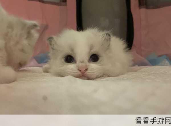 猫咪养成新纪元，主子成精了无限金币版独家揭秘