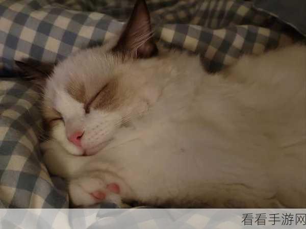 探秘小猫咪大城市，快速午睡动作轻松获取秘籍