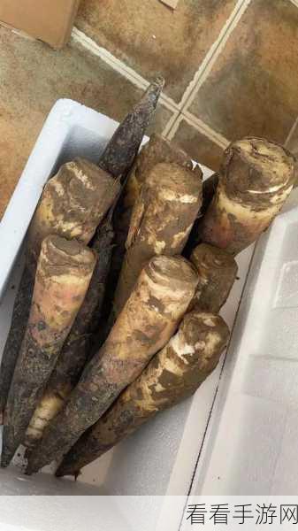 探秘星球重启，竹笋煲的神秘配方大揭秘