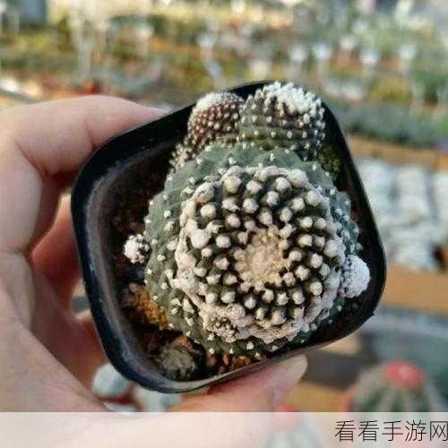 双生视界，探秘仙人掌盆栽 解锁获取秘籍