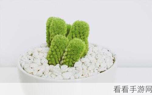 双生视界，探秘仙人掌盆栽 解锁获取秘籍