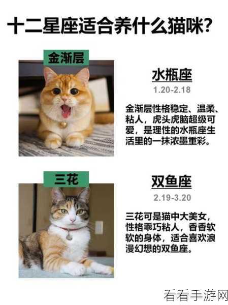 探秘星座猫猫，全成就大揭秘及攻略指南