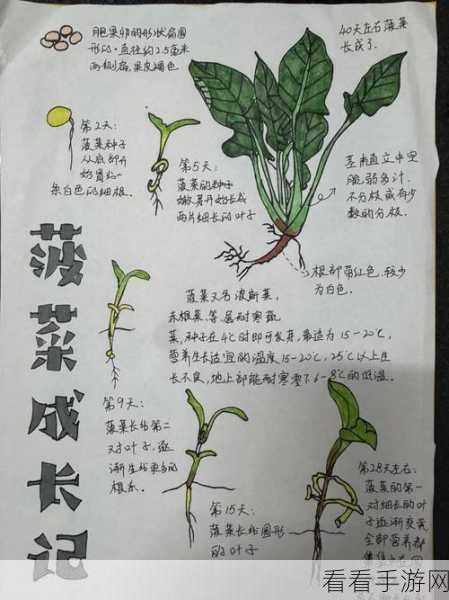 蔬菜精灵种植 II 成就解锁秘籍大揭秘