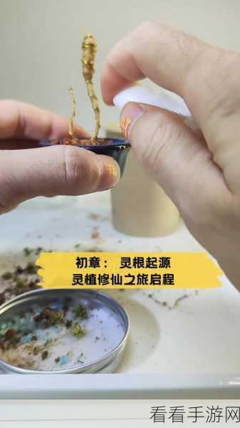 修仙时代，灵根探秘与宝箱开启秘籍