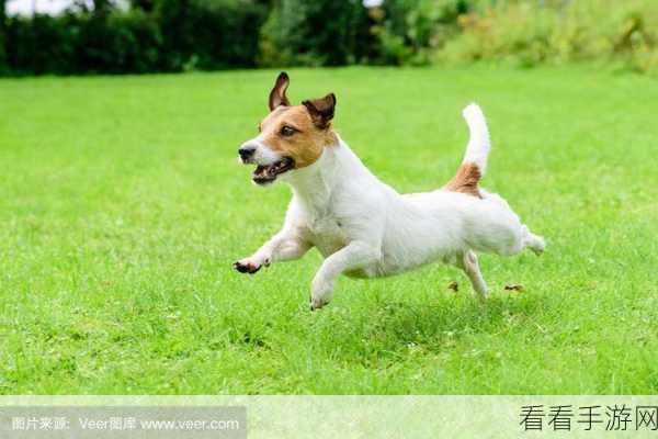 搞怪不止，速度比拼！长狗狗奔跑挑战手游下载开启