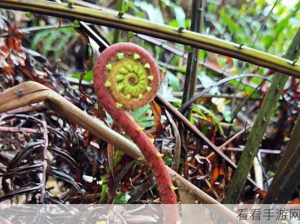 探秘幻塔蕨菜食材的神秘藏身之处