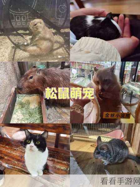 猫狗嗨翻天正版来袭！休闲合成新体验，萌宠大赛等你挑战！