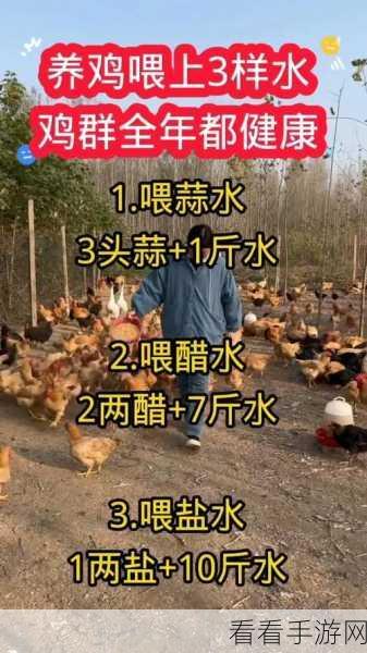桃源记禽舍养鸡秘籍，轻松上手，收获满满