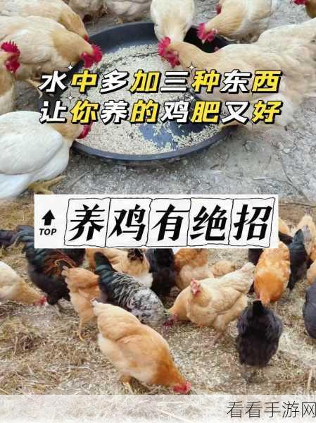 桃源记禽舍养鸡秘籍，轻松上手，收获满满