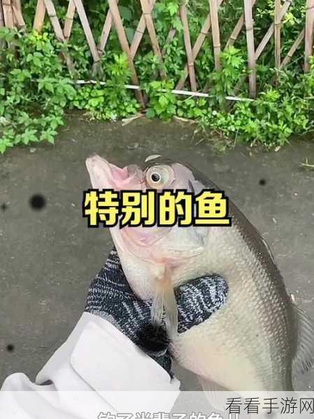 令人惊叹！嘴巴竟是鱼类的育婴房，猜猜是哪种鱼？