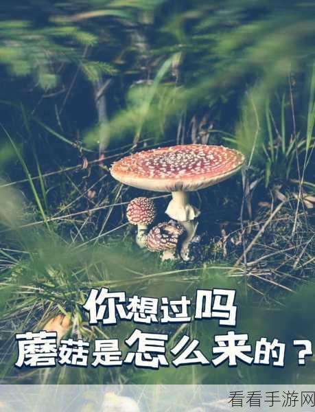 我的世界，蘑菇的神奇用途大揭秘