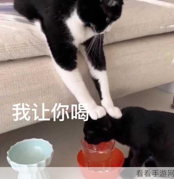 喵喵学院，萌宠消除新体验，挑战猫咪元素的趣味关卡