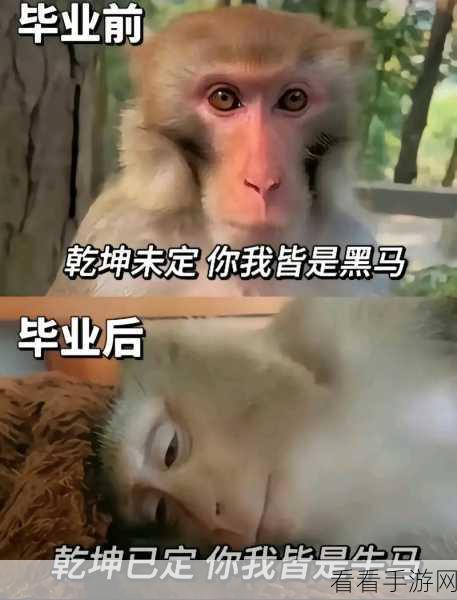 探秘吗喽，网络用语背后的含义