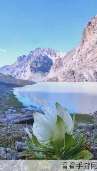 小森生活探秘，雪莲获取全攻略，位置与刷新点大揭秘
