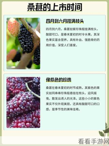 伊洛纳桑葚采集秘籍，快速获取的绝佳地点