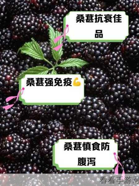 伊洛纳桑葚采集秘籍，快速获取的绝佳地点