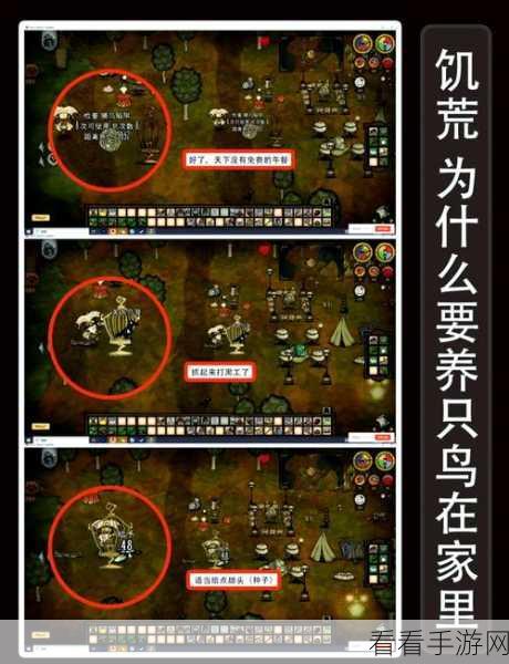 饥荒海滩智慧树的神秘用途全解析