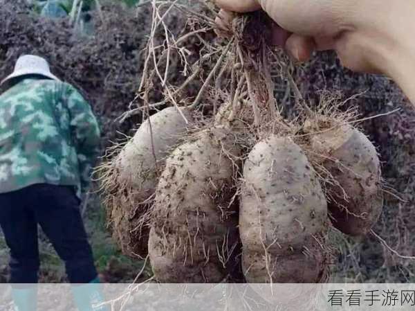 探寻中国南方的甜蜜之源，糖料作物之谜