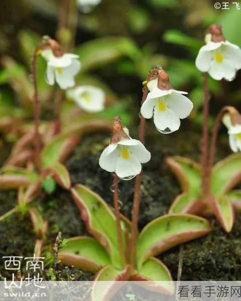 诛仙手游珍稀花卉倾世花获取全攻略，掉落地点与高效采集法