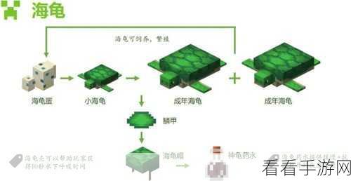 我的世界手游，海龟壳获取全攻略，解锁海洋探险新篇章