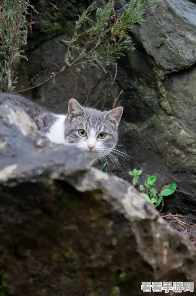 怪物猎人崛起，灵鹤石采集全攻略，解锁稀有素材的秘密地点！