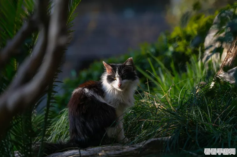 猫和老鼠 猫和老鼠库博怎么玩?