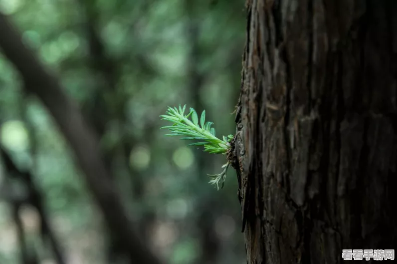 小森生活手游，揭秘竹子刷新机制与生长周期