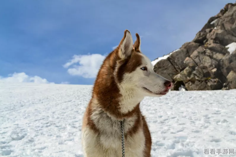 妄想山海，揭秘驺吾霏雪骨获取攻略，解锁珍稀宠物新篇章