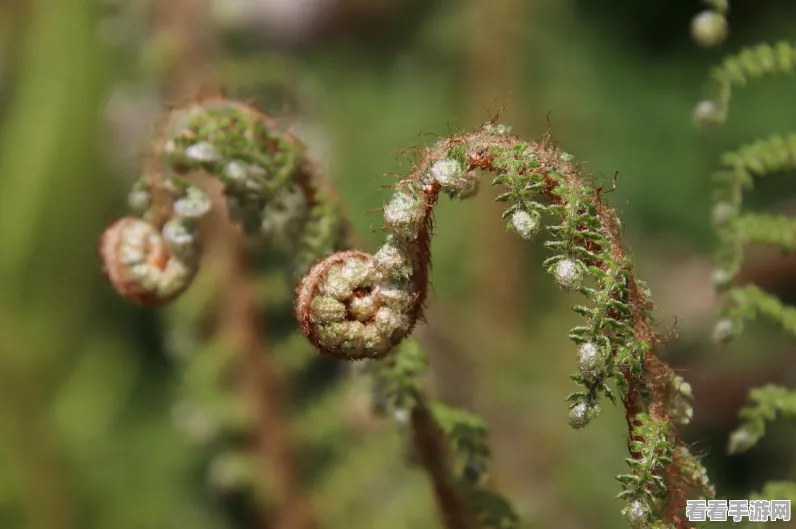 植物大战僵尸2揭秘，哪种植物能膨胀变大，成为战场上的巨无霸？