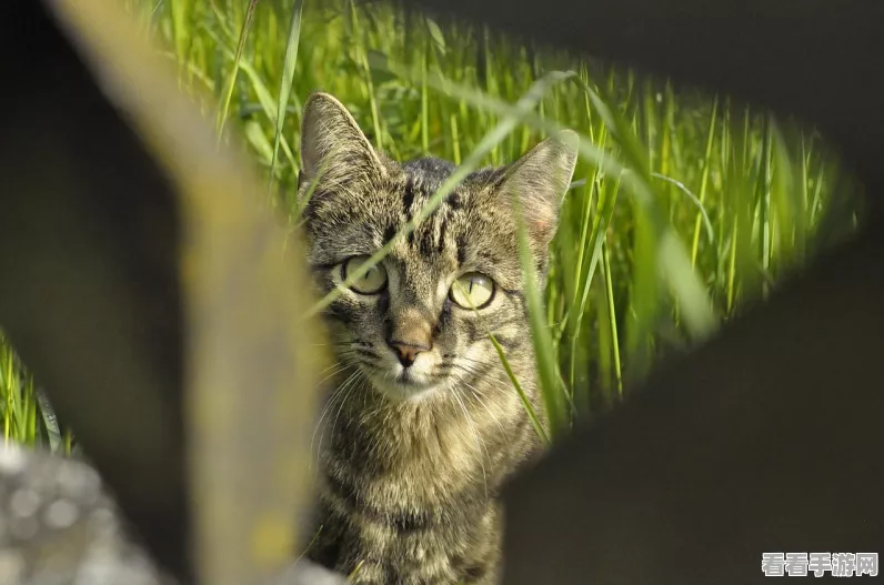 怪物猎人P3配信任务全解析，解锁隐藏挑战与猫咪伙伴的秘密