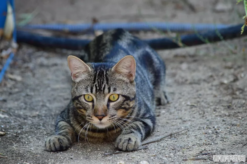 怪物猎人P3配信任务全解析，解锁隐藏挑战与猫咪伙伴的秘密