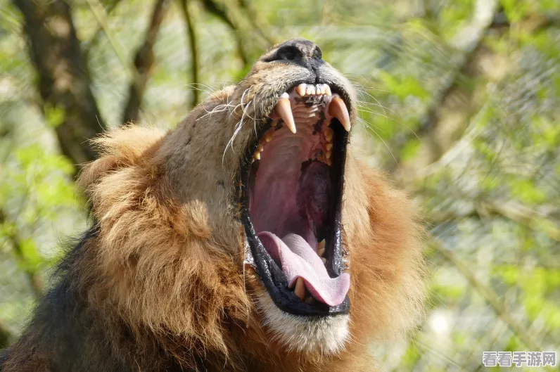 怪物猎人世界冰牙猫套装炫酷登场，解锁霜刃外观与必备素材全攻略