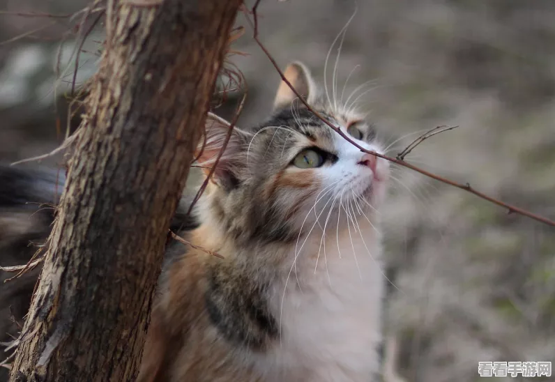 阴阳师珍稀大熊猫宠物购买攻略，萌宠相伴，战斗更添趣！