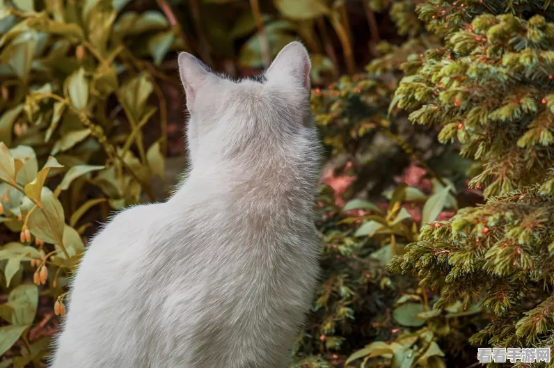 怪物猎人曙光，解锁双刀猫饭团子最强搭配攻略