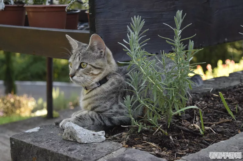 重生细胞揭秘，如何捕获玛莉亚的神秘猫咪？