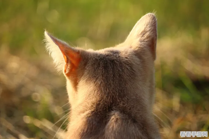 手游攻略揭秘，猫和老鼠中仙女鼠如何将猫咪变身为闪耀星辰？