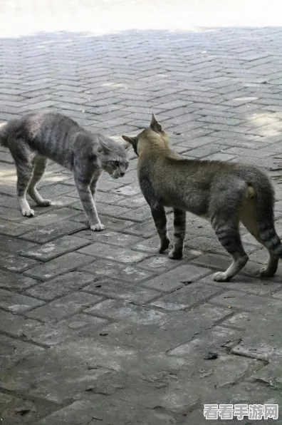 猫咪斗恶龙 3 必备神器——黑帮背心获取秘籍
