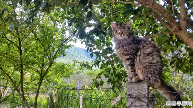 小猫咪大城市与大猫咪小城市成就通关秘籍