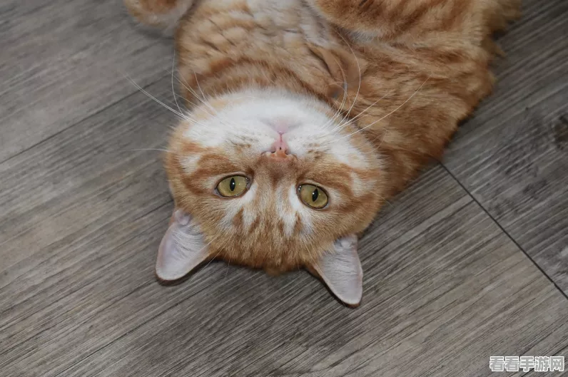 猫和老鼠手游必胜秘籍，掌握这些技巧，胜率飙升！